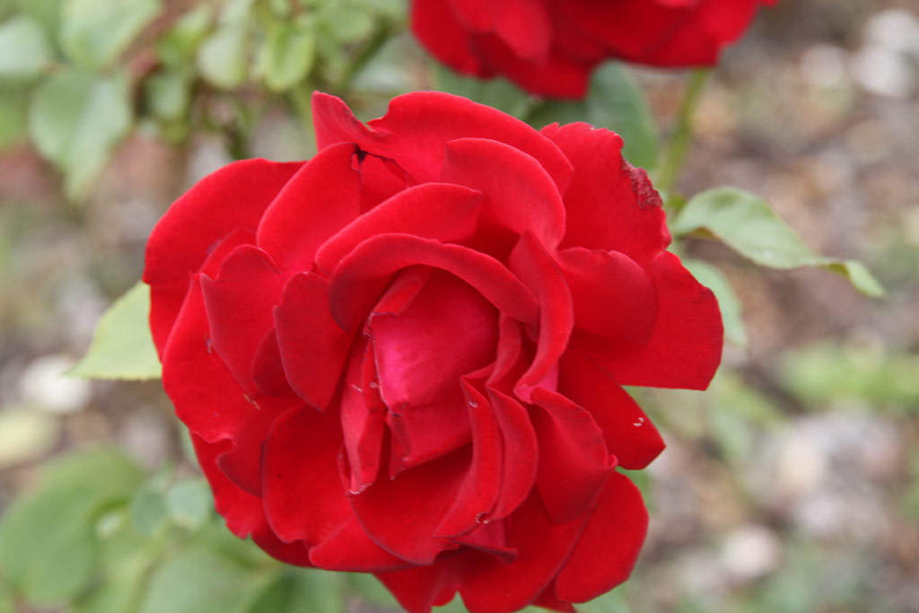 růže Malcolm Sargent