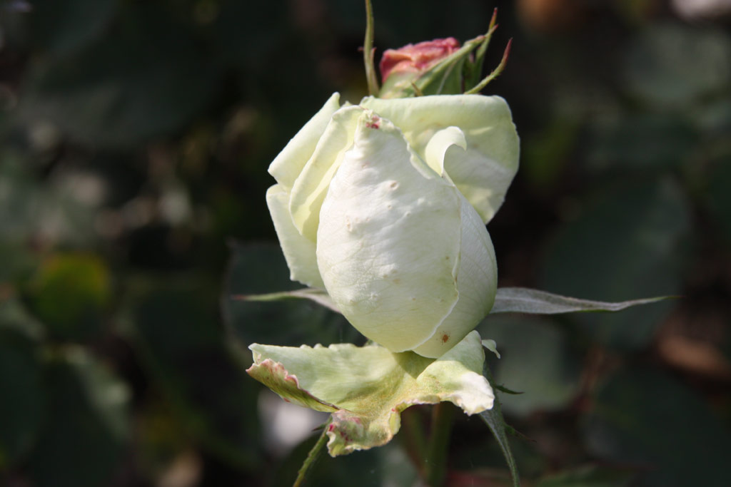 růže Mama de Meyer