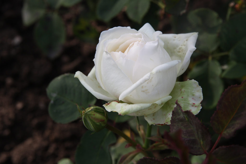 růže Mama de Meyer