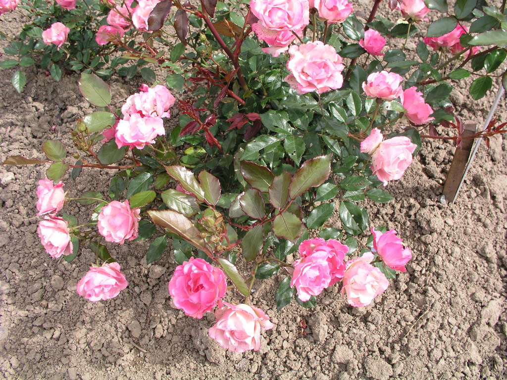 růže Maman Turbat