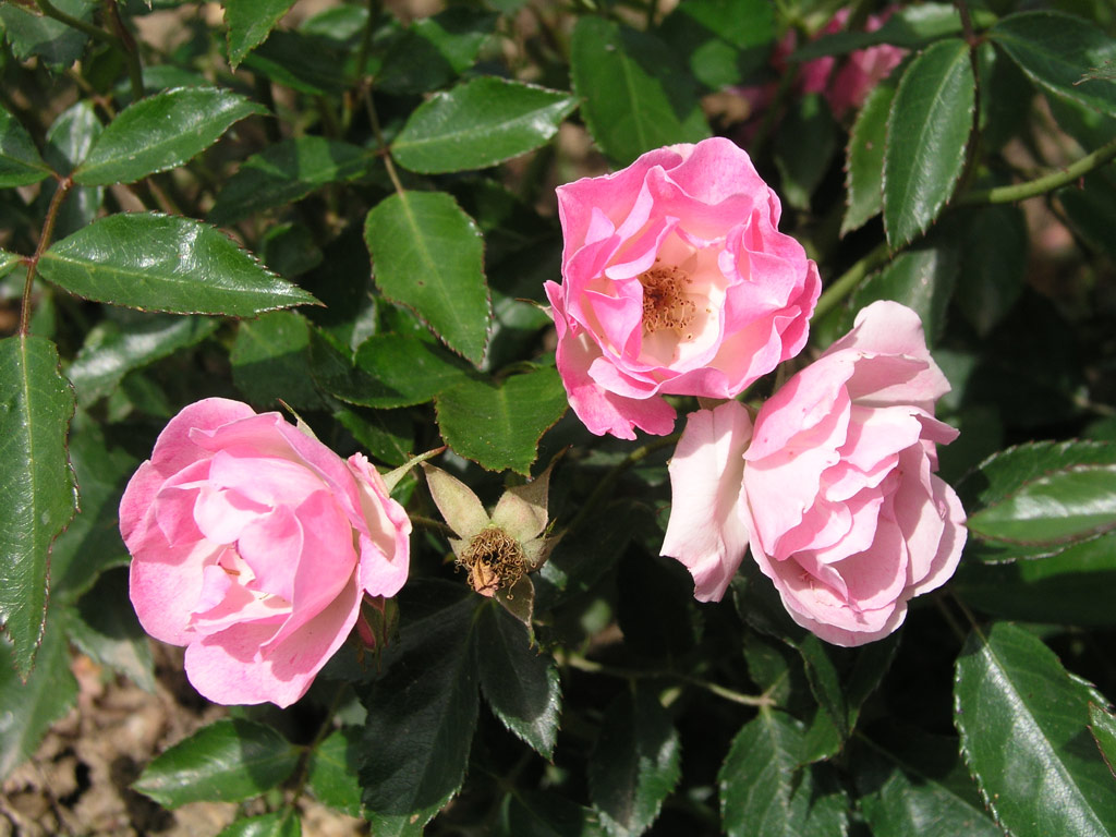 růže Maman Turbat