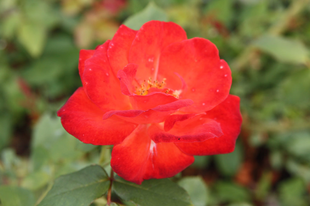 růže Mandarin (Boerner)