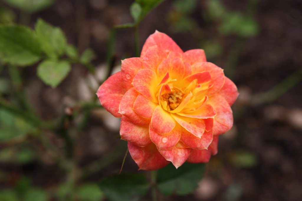 růže Mandarin (Kordes)