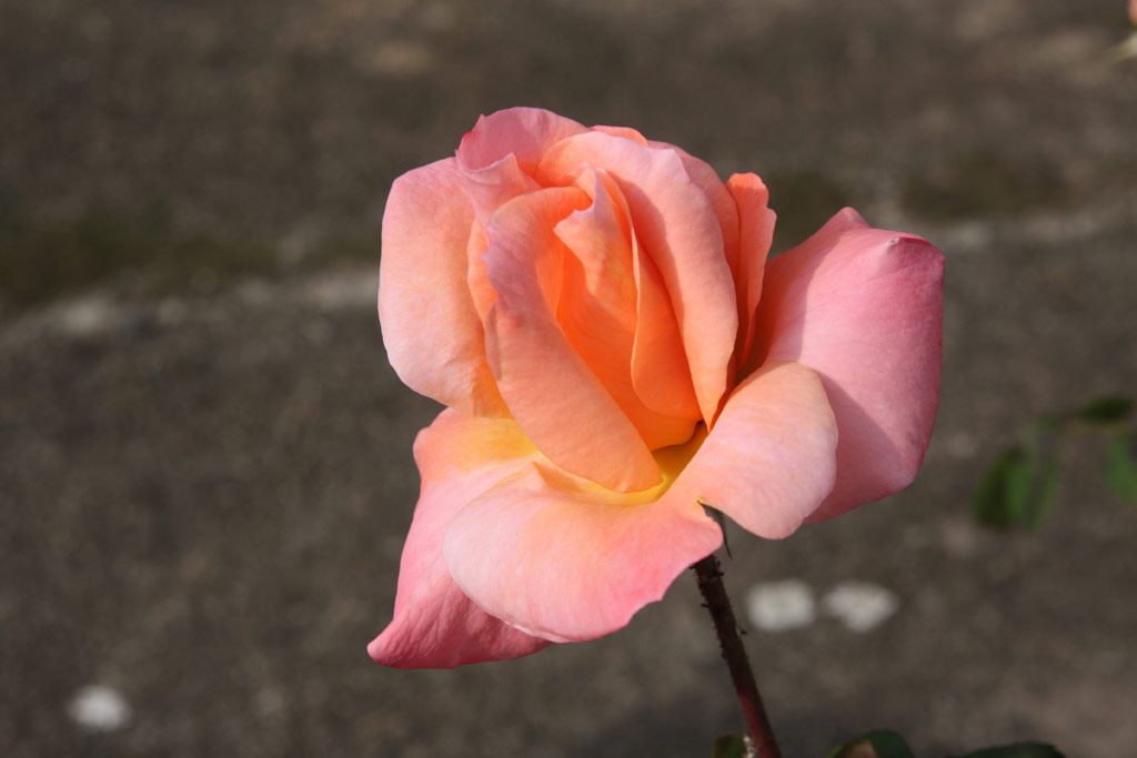 růže Manjana