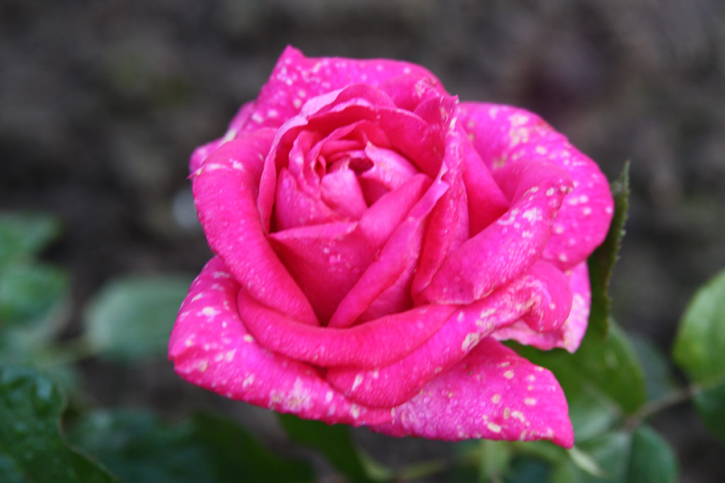 růže Manou Meilland