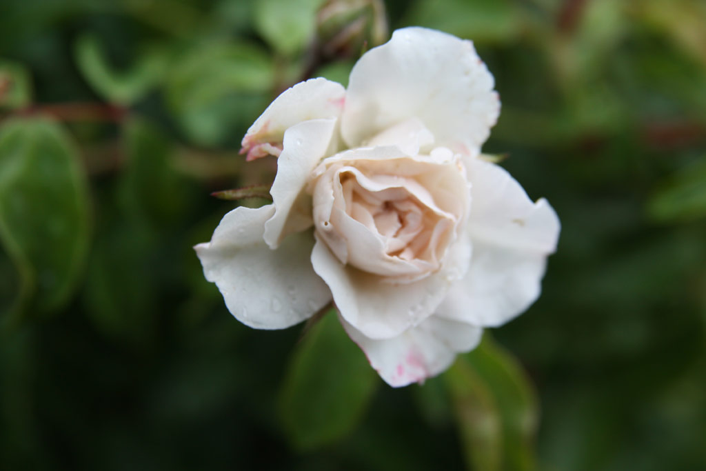 růže Mansfeld Pter Emlke