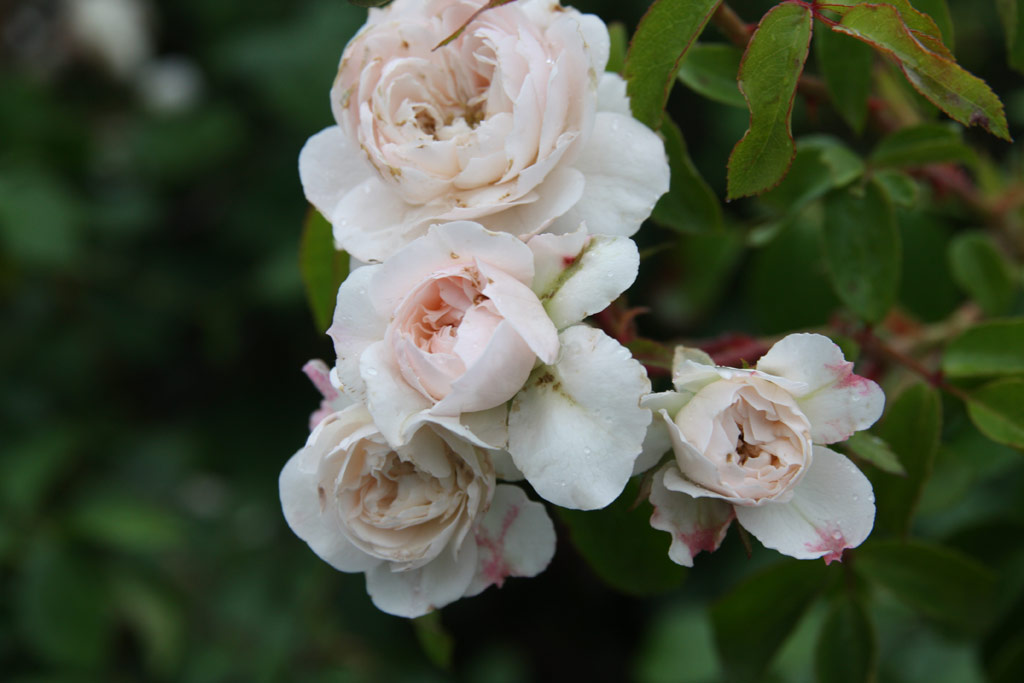 růže Mansfeld Pter Emlke