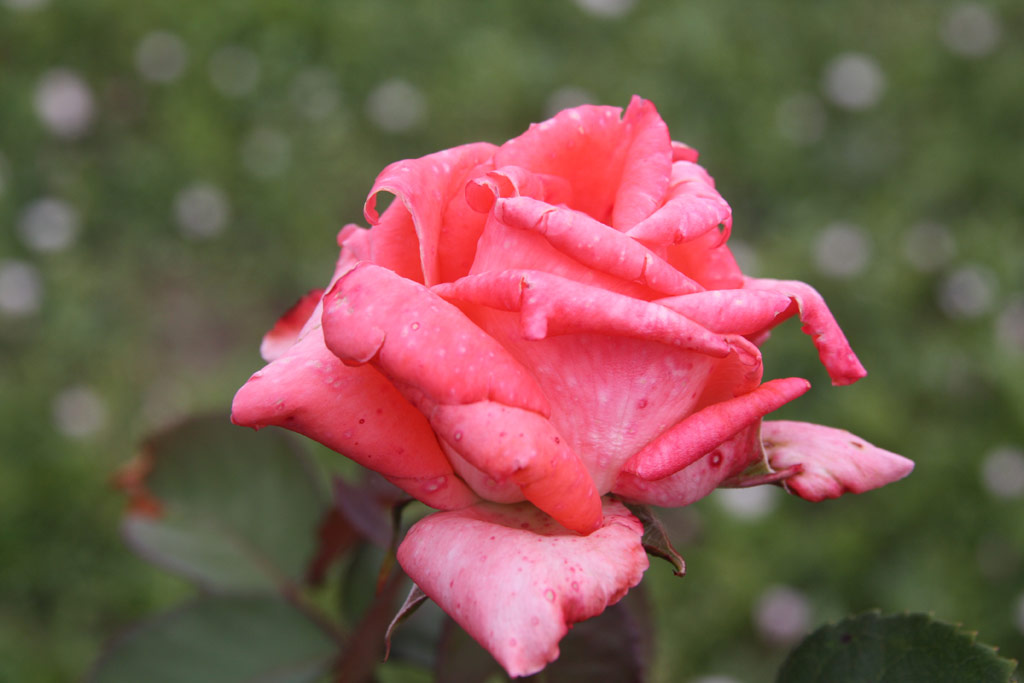 růže Manyika