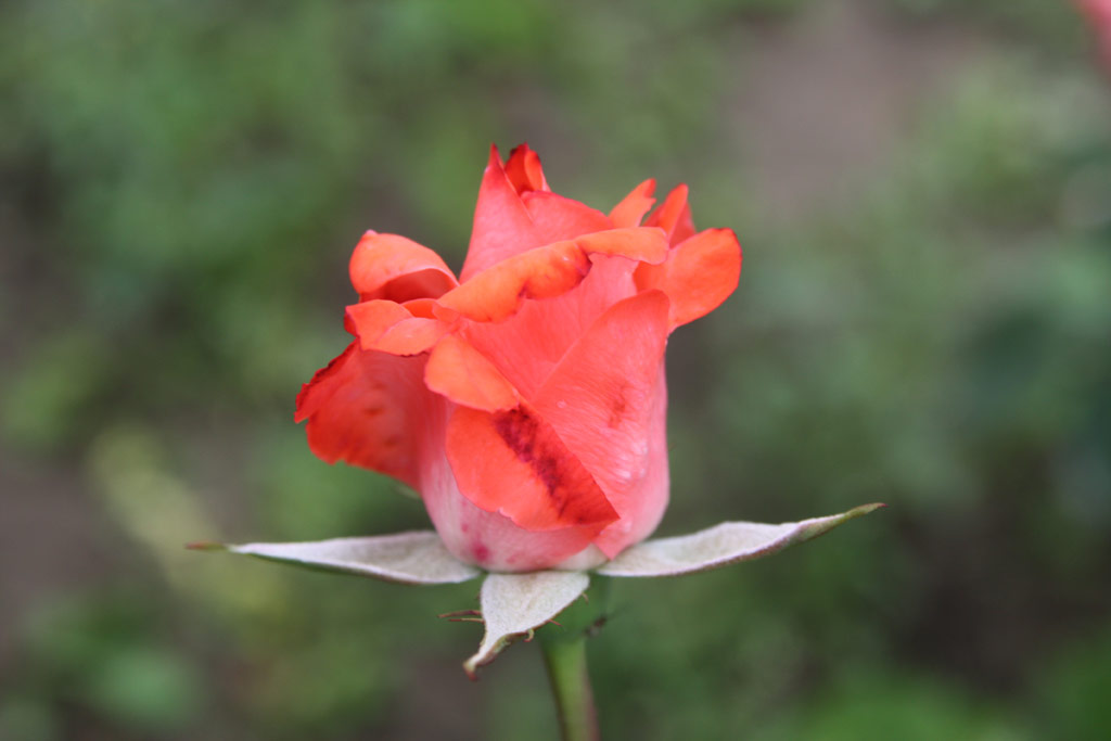 růže Manyika