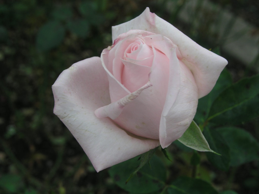 růže Mrchenknigin