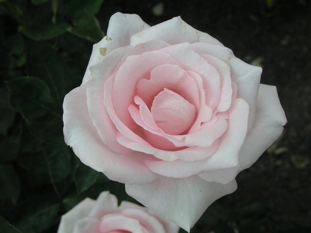 růže Mrchenknigin