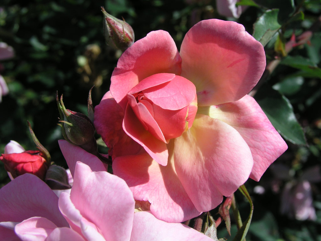 růže Mrchenland