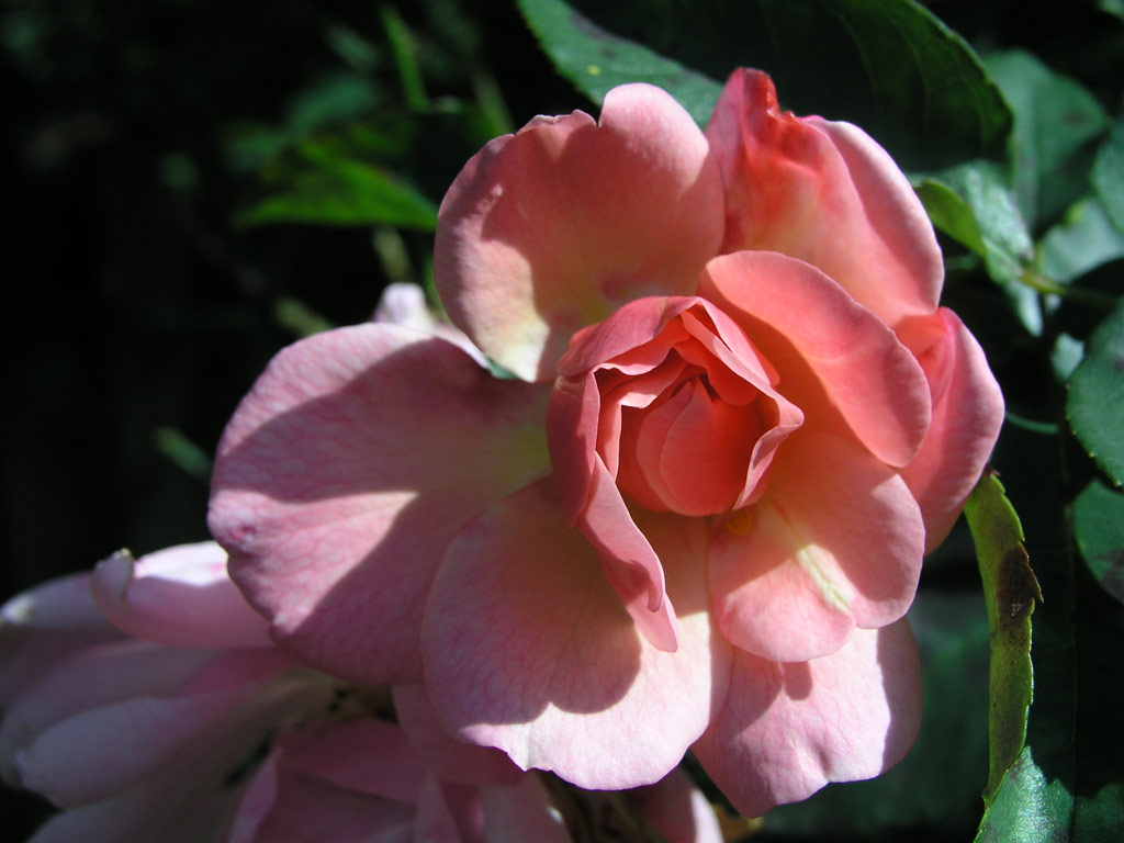 růže Mrchenland