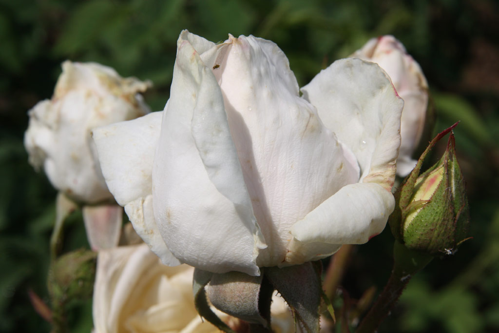 růže Marcia Stanhope