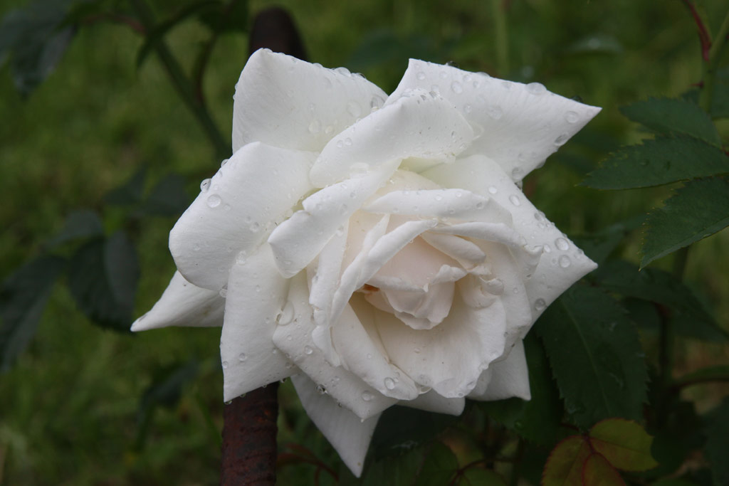 růže Marcia Stanhope