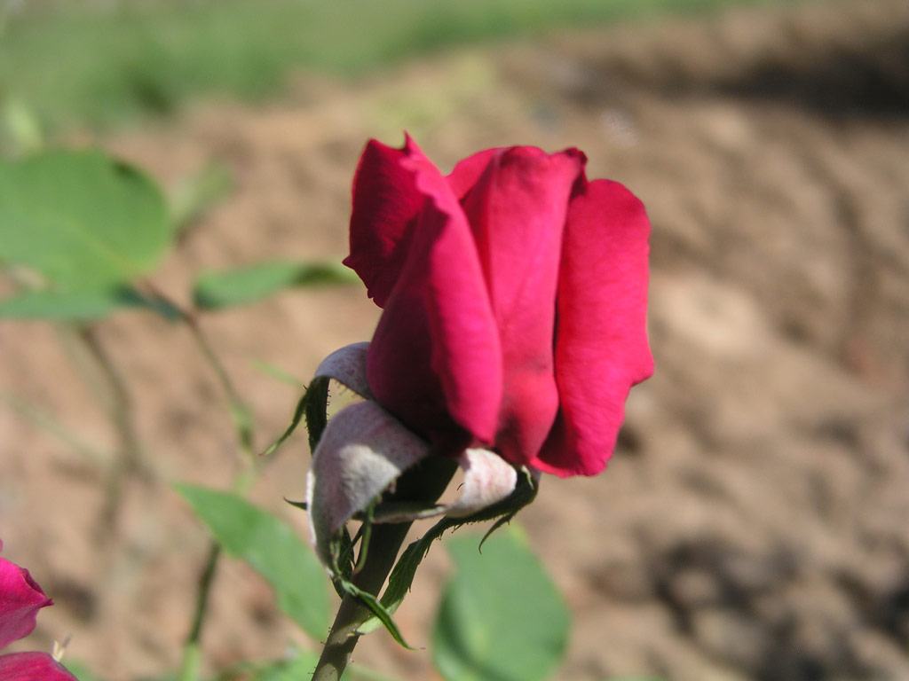 růže Marechal Stalin