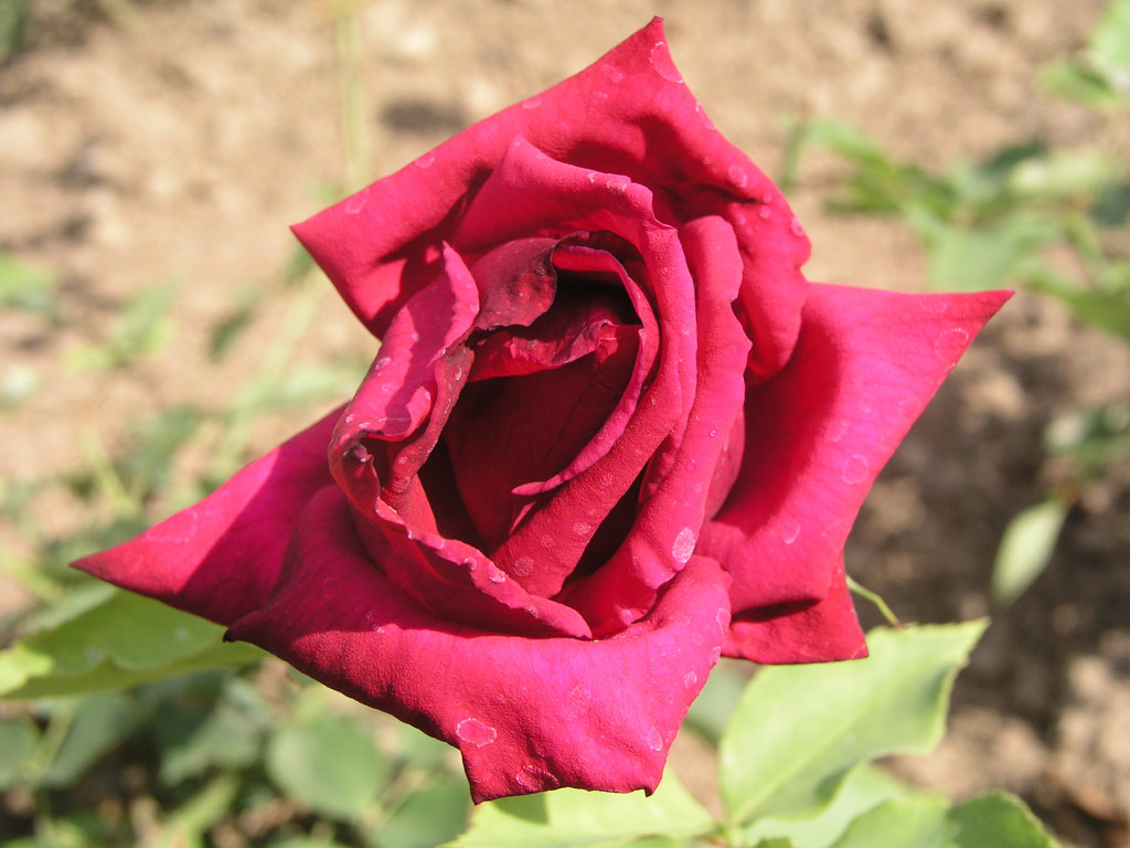 růže Marechal Stalin