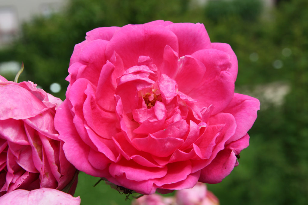 růže Margaret