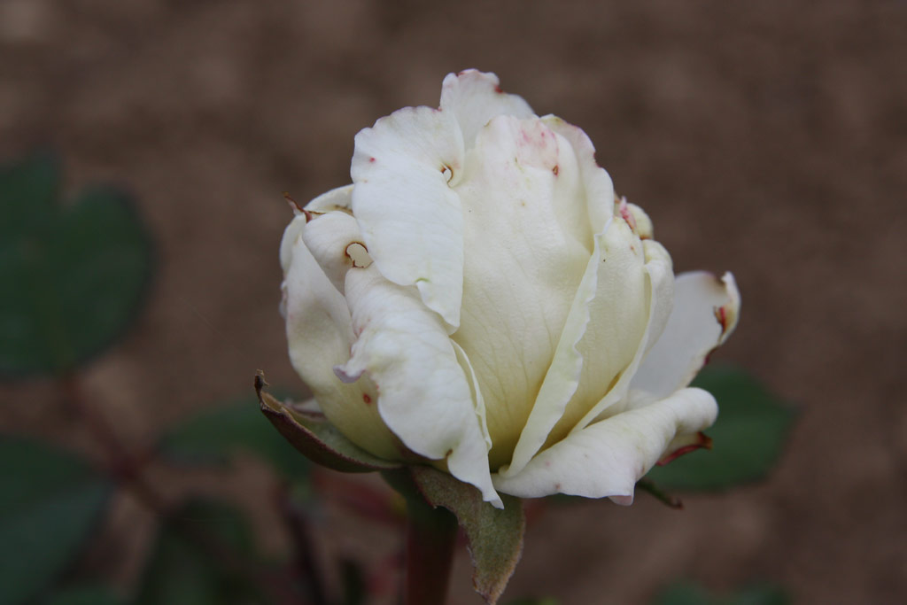 růže Margaret Anne Baxter