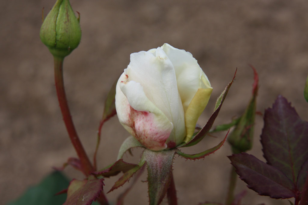 růže Margaret Anne Baxter