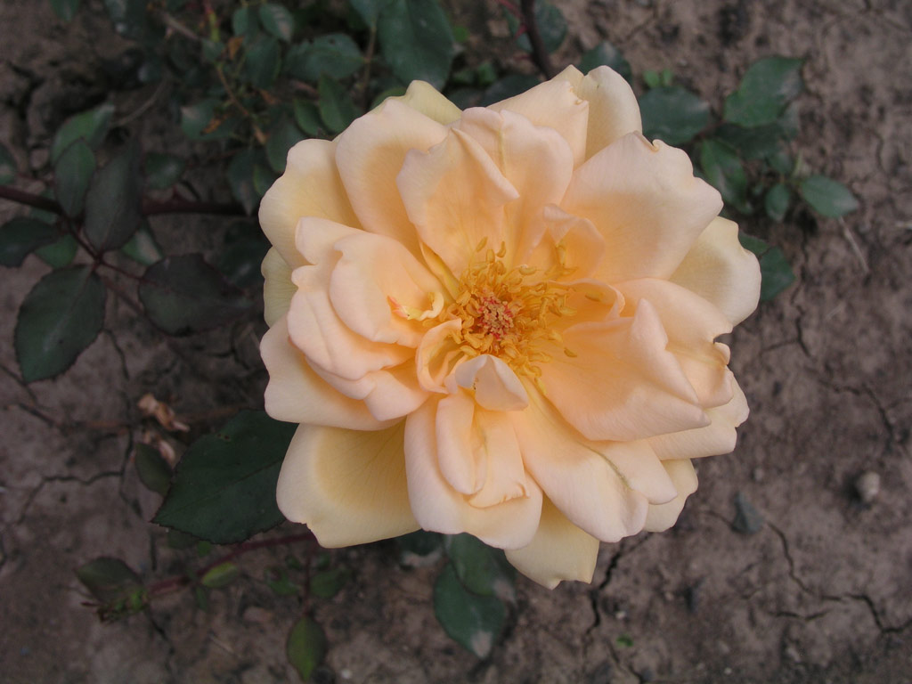 růže Margaret Dickson Hamill