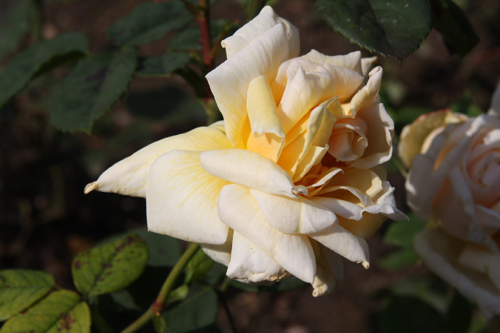 růže Margaret Stewart