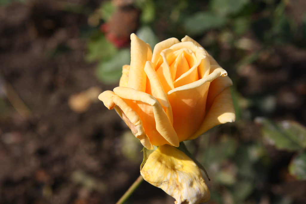 růže Margaret Stewart