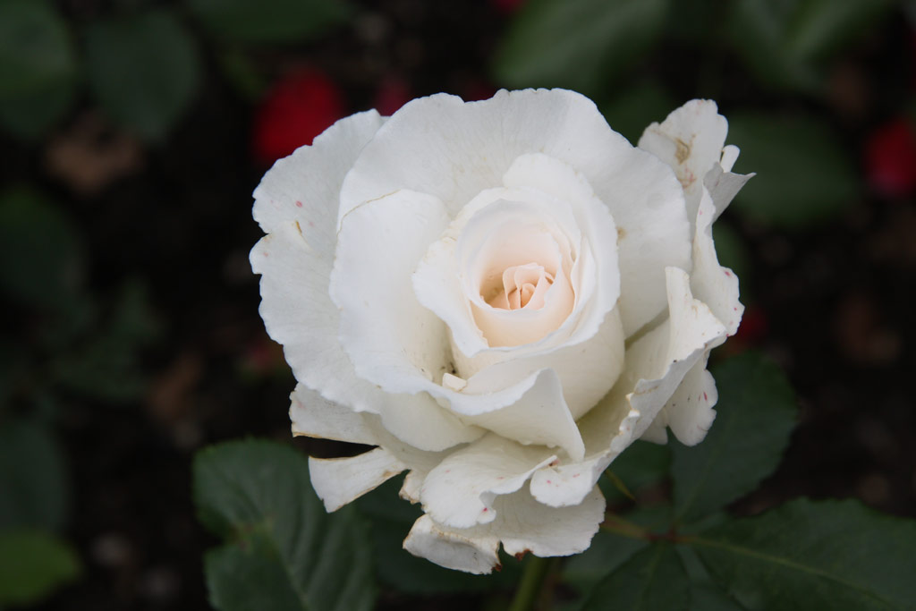růže Margaret Merril