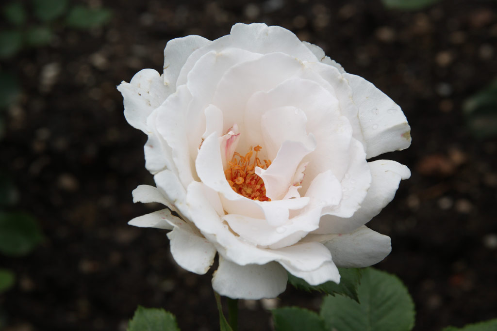 růže Margaret Merril