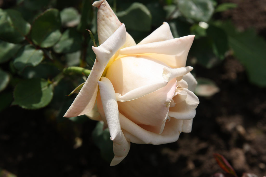 růže Margarete Gnau