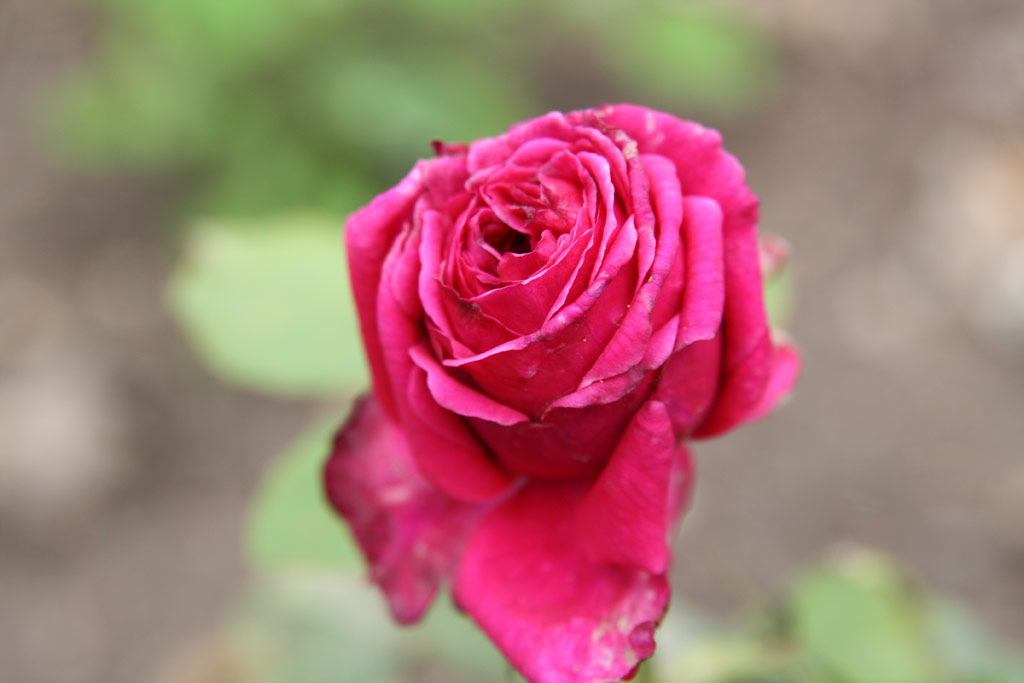 růže Margherita Croze
