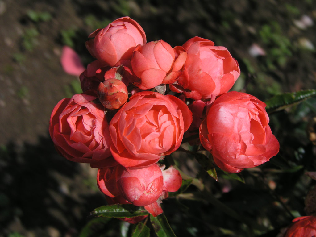 růže Margo Koster