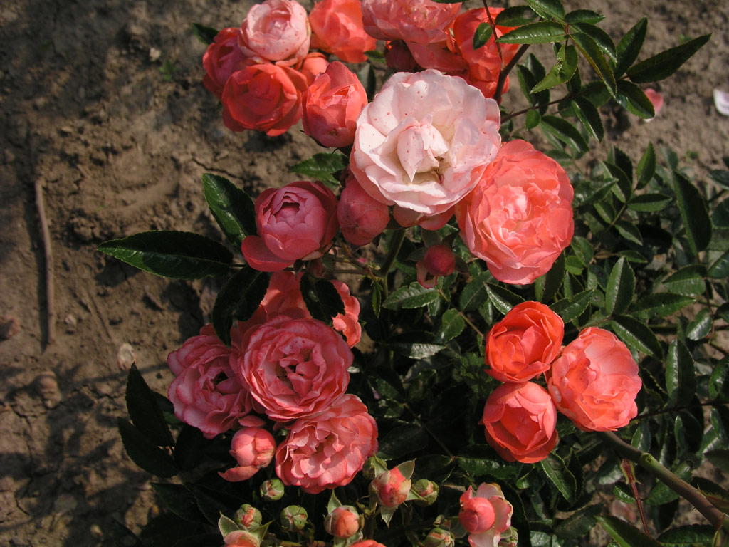 růže Margo Koster