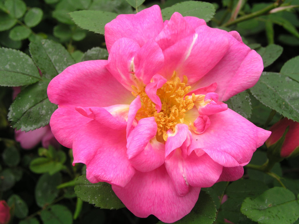 růže Marguerite Hilling