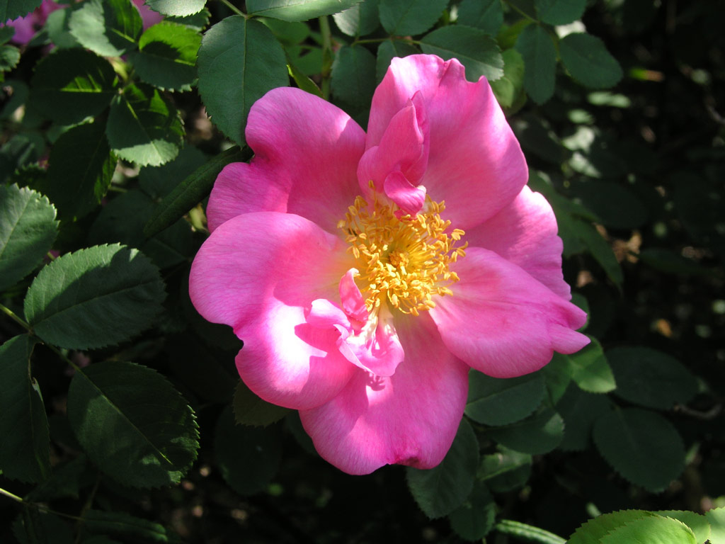 růže Marguerite Hilling