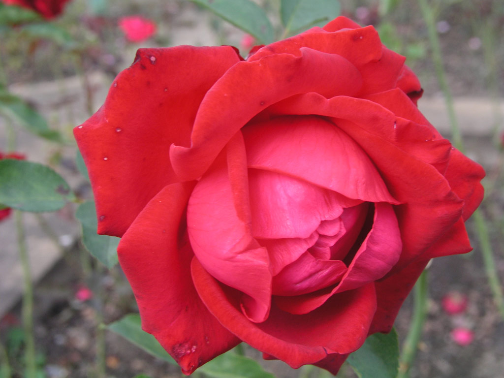 růže Maria Callas