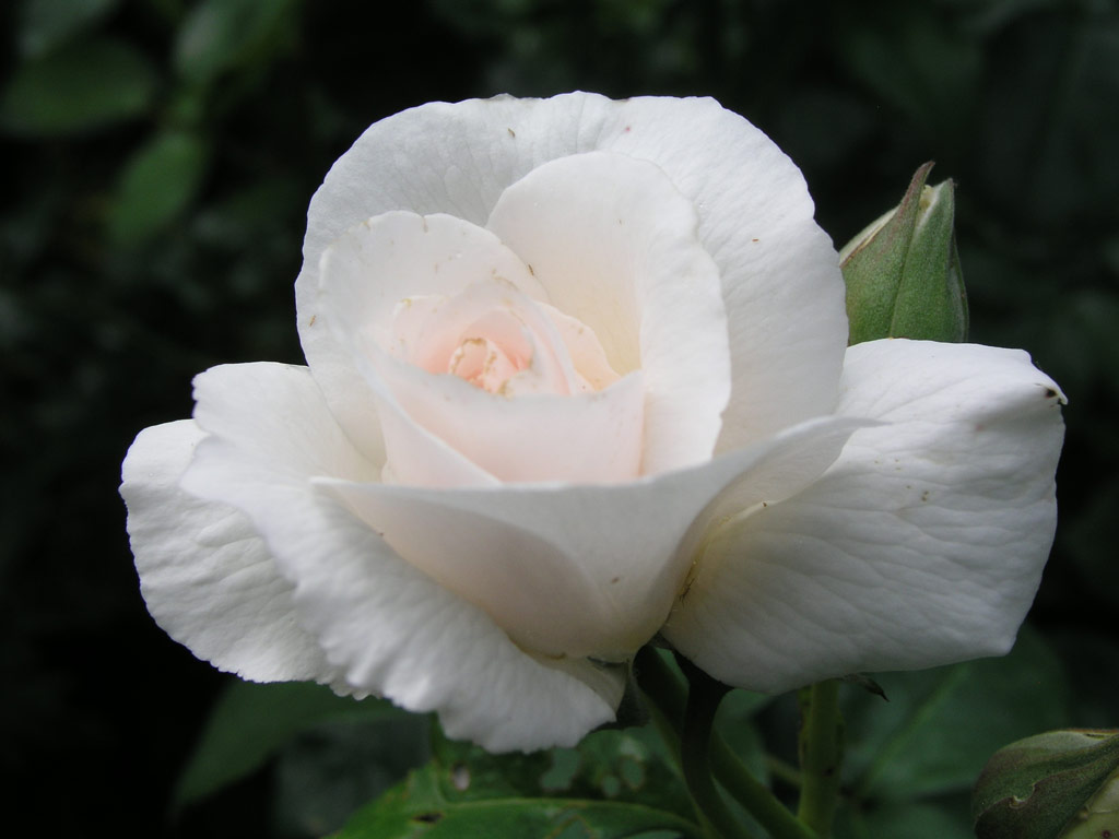 růže Maria Mathilda