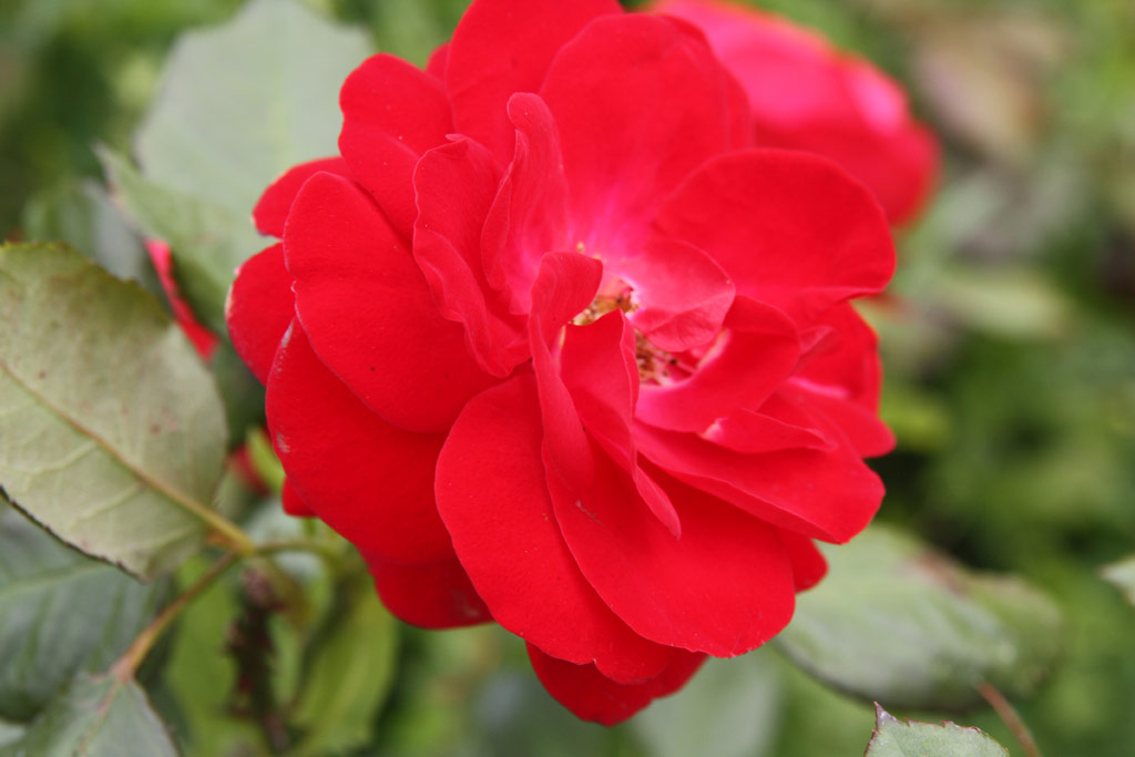 růže Mariandel
