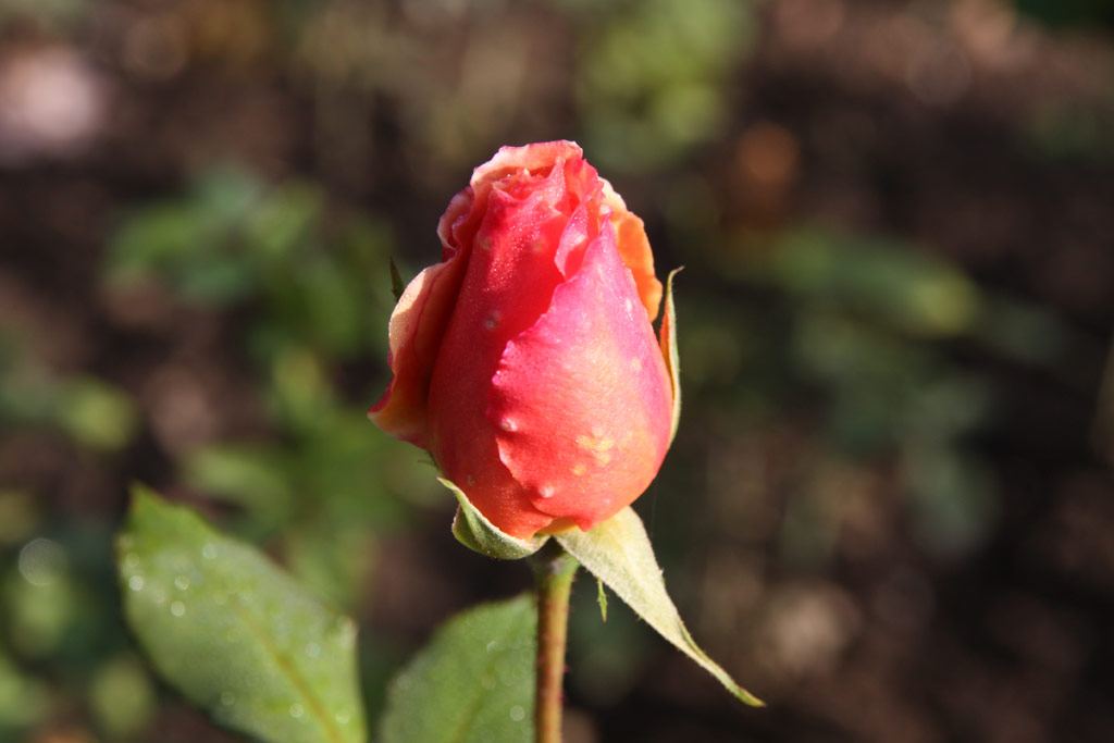růže Marianne