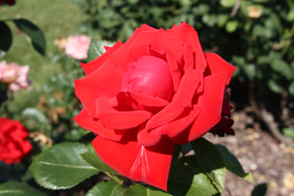 růže Marianne Tudor