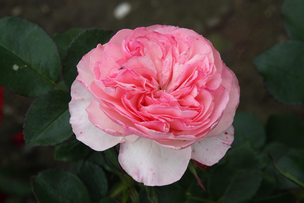 růže Mariatheressia