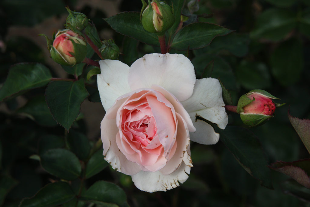 růže Mariatheressia