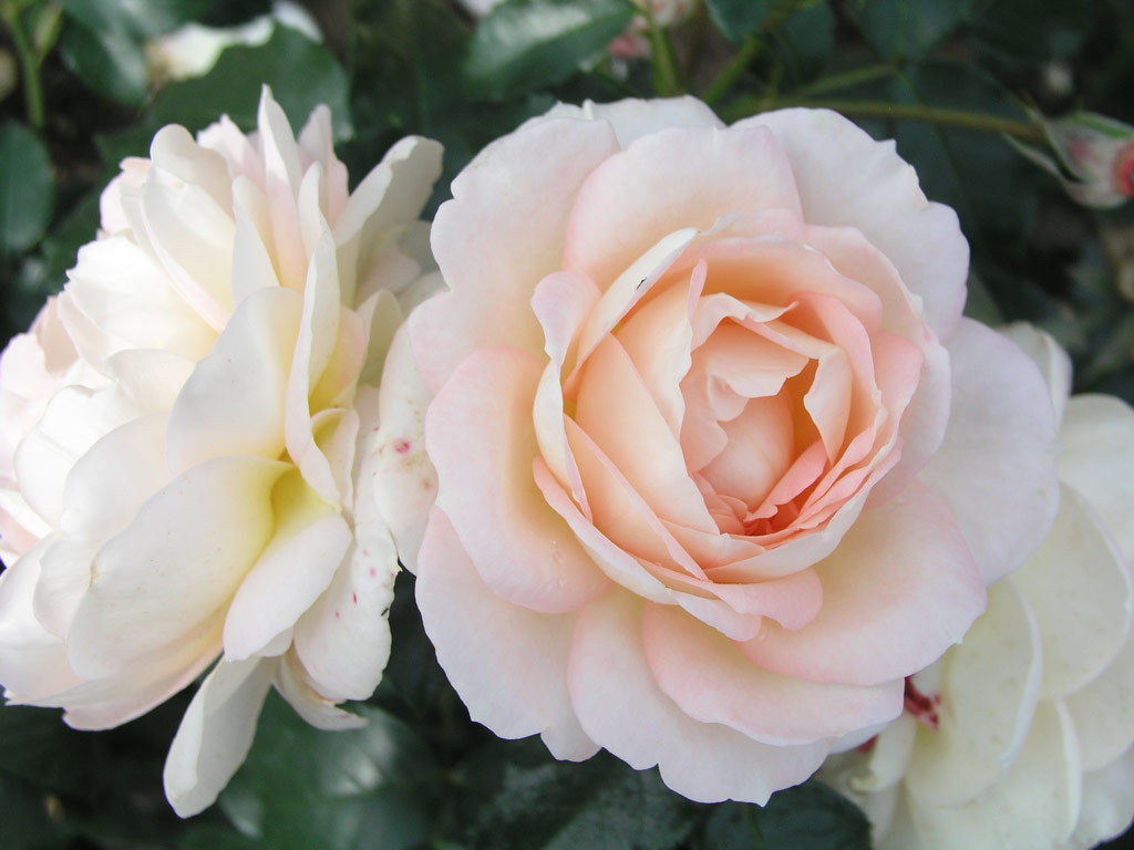 růže Marie Antoinette