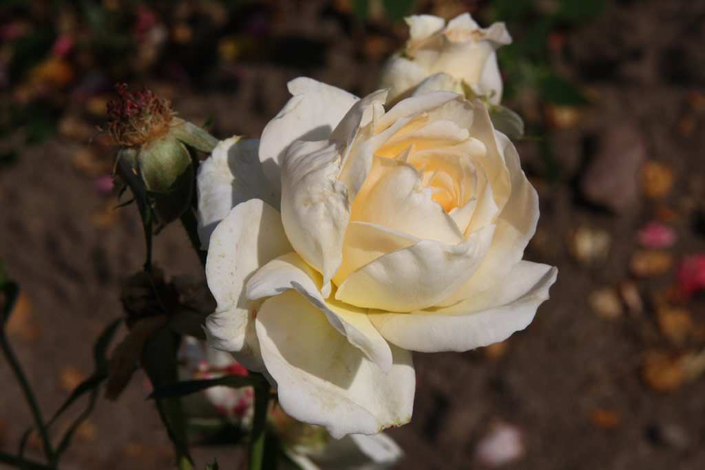 růže Marie Antoinette