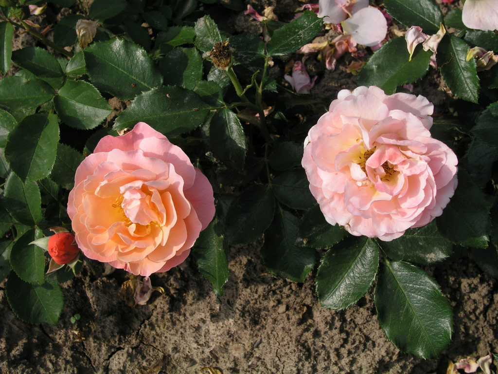 růže Marie Curie