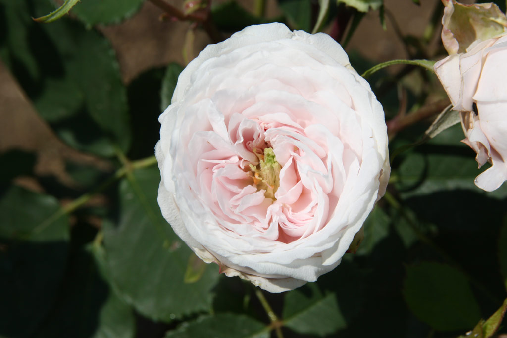 růže Marie Dermar