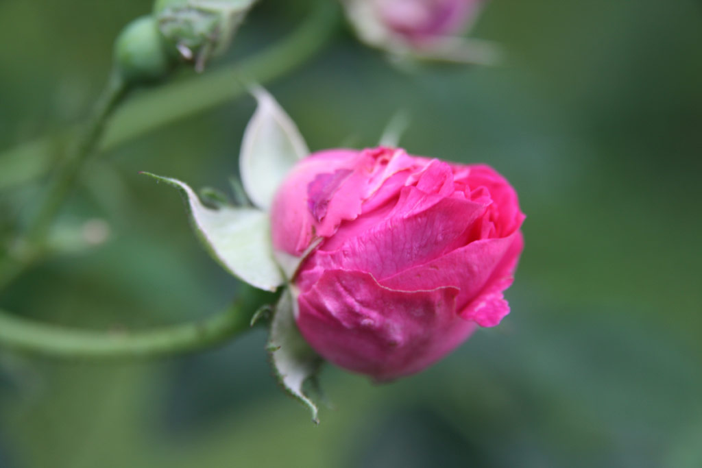 růže Marie Dermar (Linz)