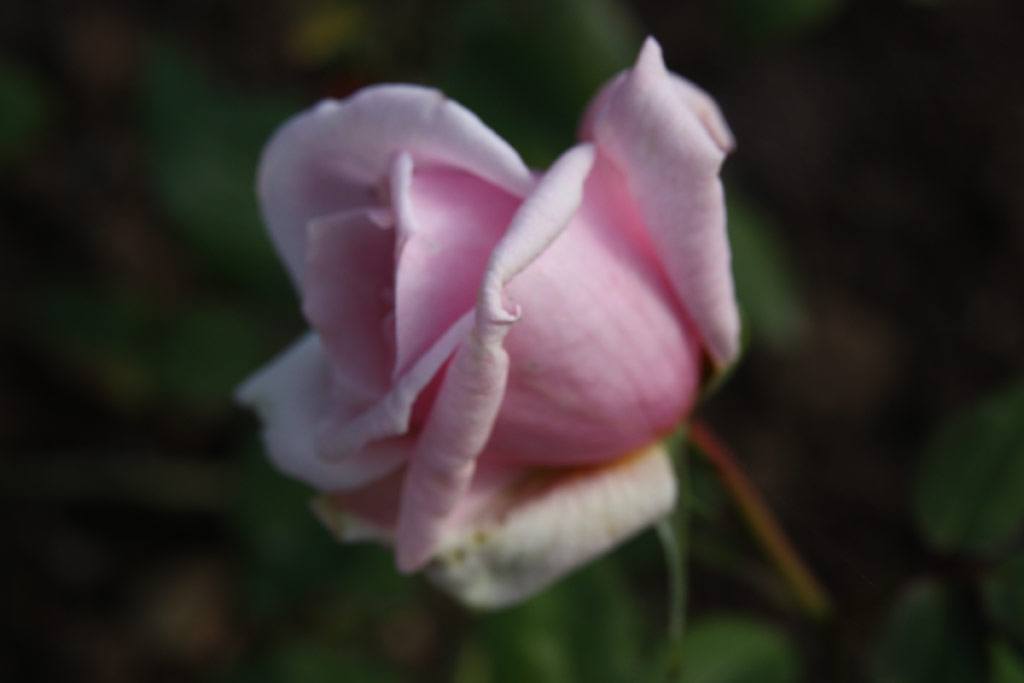 růže Marie dOrlans
