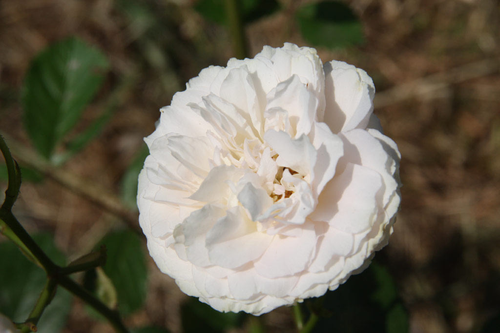růže Marie-Jeanne