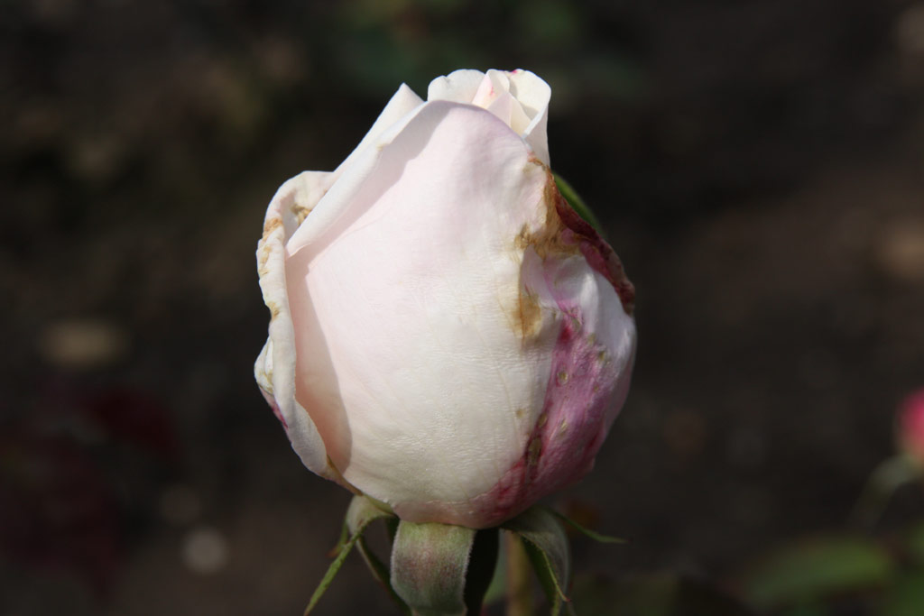 růže Marie-Louise Mathian